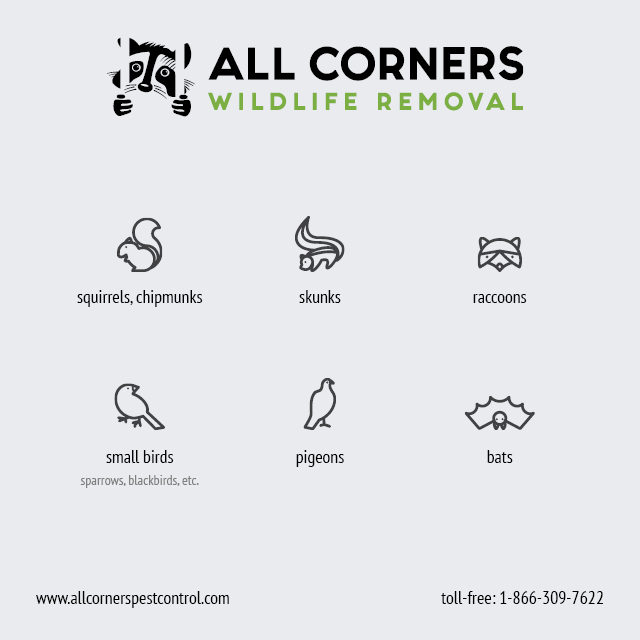 All Corners Pest Control | 175 Queen Victoria Dr #101, Hamilton, ON L8W 1W6, Canada | Phone: (866) 309-7622