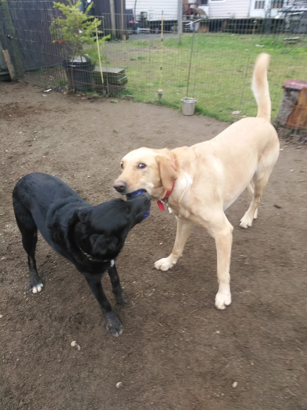 Happy Heeling Dog Daycare and Training | 1208 Bradner Rd, Abbotsford, BC V4X 1H8, Canada | Phone: (778) 779-1137