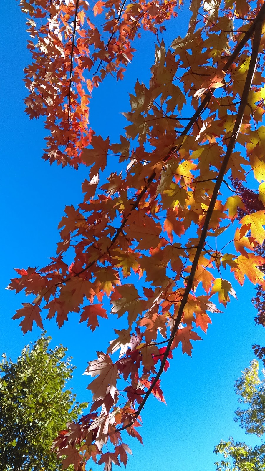 Delbert Baker Pond & Garden | Richmond Hill, ON L4E 4N1, Canada | Phone: (905) 771-8800