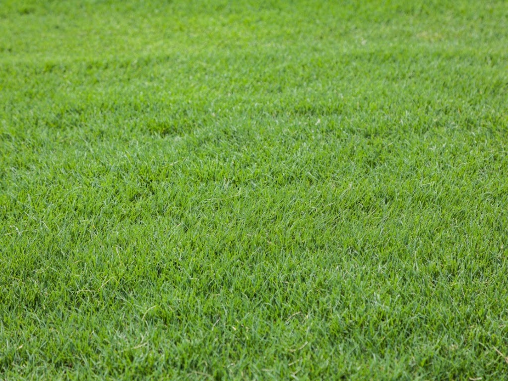 I Sell Grass | 257 Knudson Dr, Kanata, ON K2K 2N8, Canada | Phone: (343) 463-3321