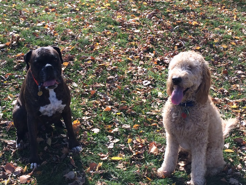 Aces High Dog Services | 162 Berry Rd, Etobicoke, ON M8Y 1W5, Canada | Phone: (416) 702-4106