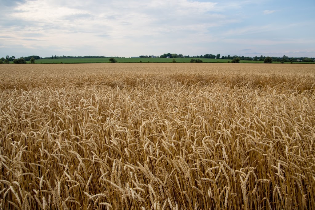 Holmes Agro | 1042 Klondike Park Rd, Stayner, ON L0M 1S0, Canada | Phone: (705) 428-4444