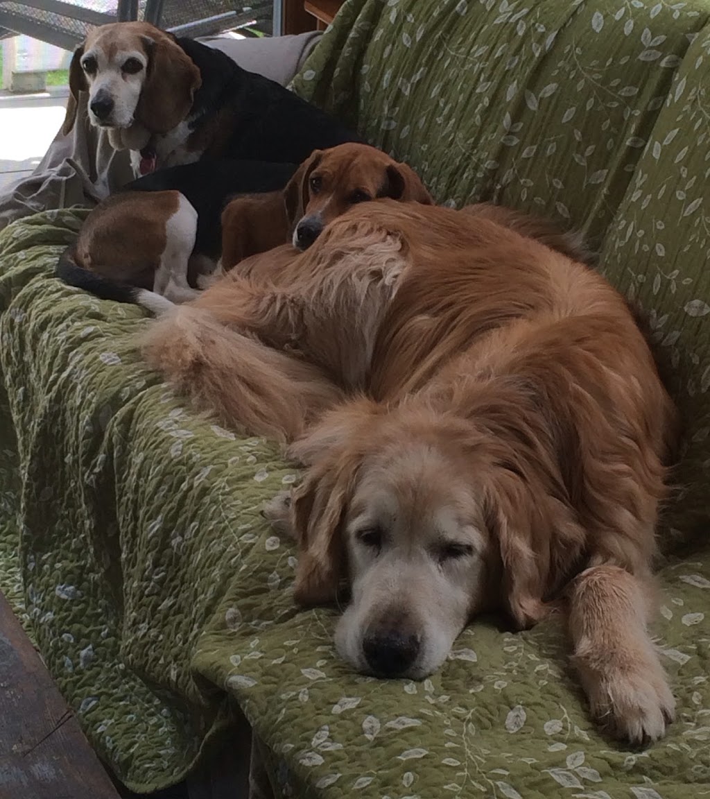 Hamburg Veterinary Clinic | 3646 Pleasant Ave #4602, Hamburg, NY 14075, USA | Phone: (716) 649-2457