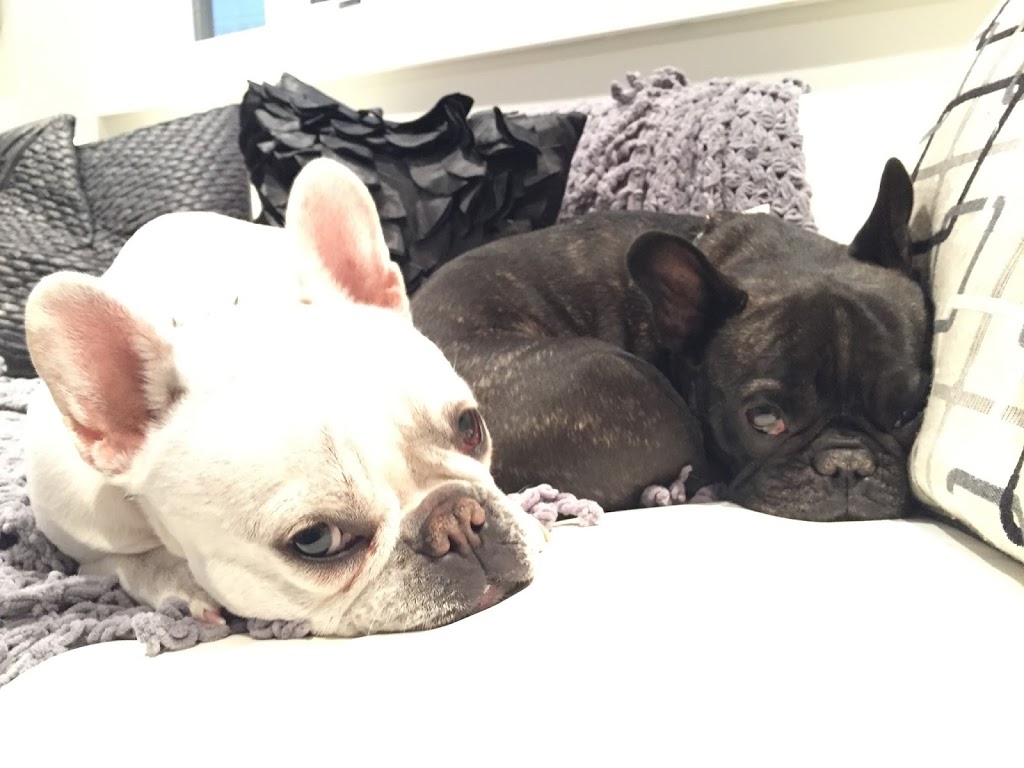 Britannia Kingsland Veterinary Clinic | 7738 Elbow Dr SW, Calgary, AB T2V 0S6, Canada | Phone: (403) 253-7044