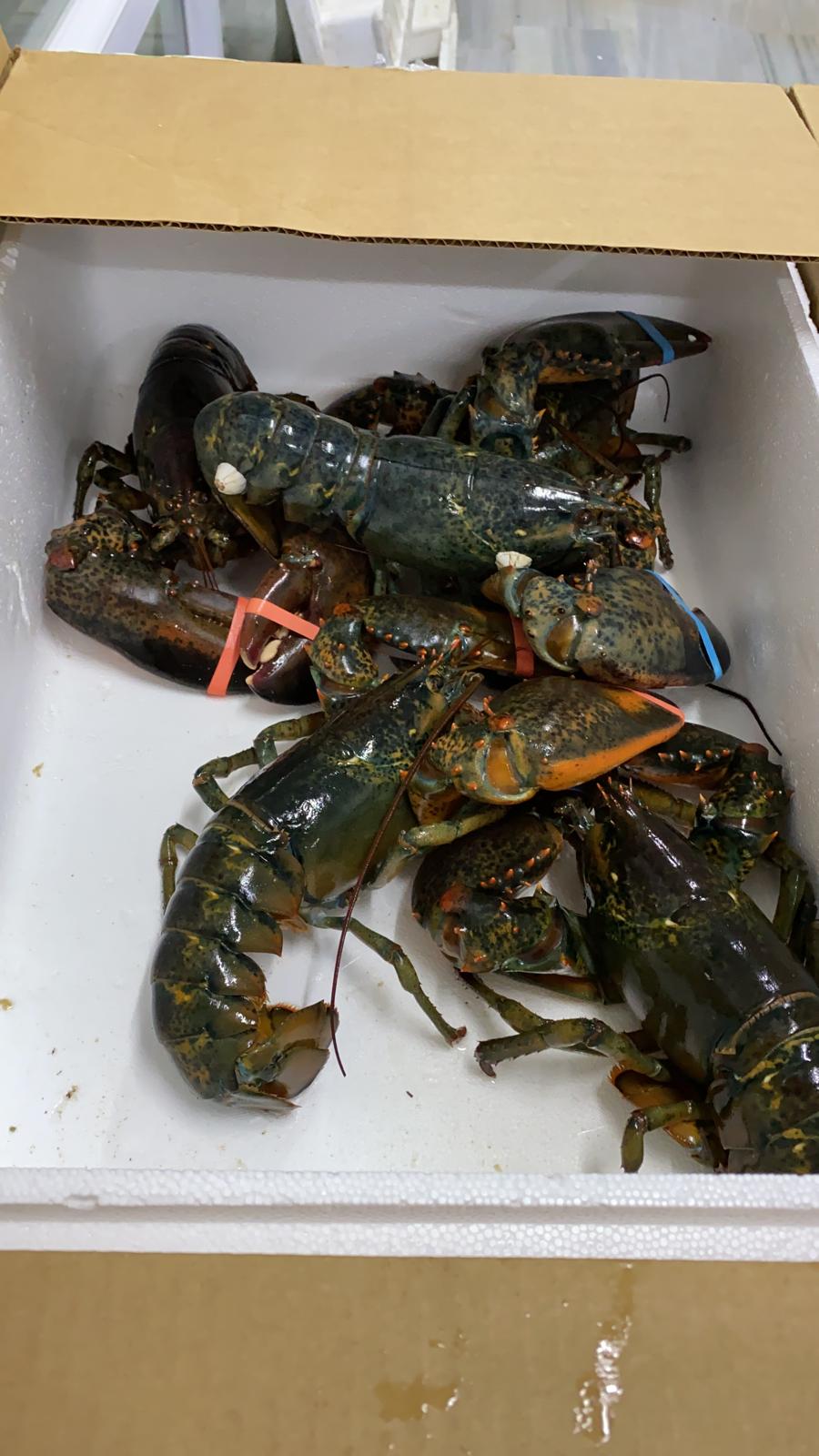 Lobsterworld Inc. | 10320 Hwy. 7 & Oyster Pond, Head of Jeddore, NS B0J 2L0, Canada | Phone: (902) 889-2900
