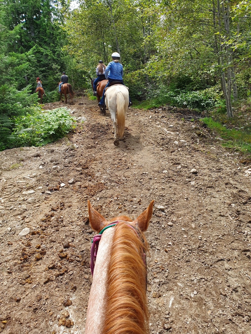 Whistler Stables Inc | 55 BC-99, Whistler, BC V0N 1B1, Canada | Phone: (604) 938-3629
