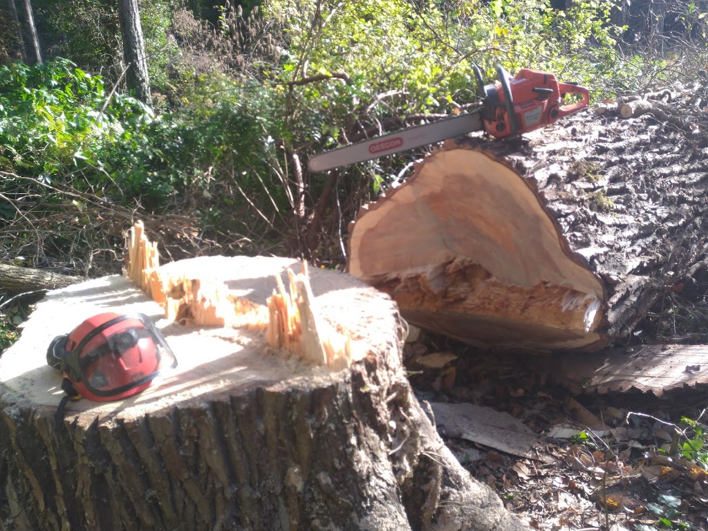 SK Tree Service | 828 New Glasgow Rd #224, Ebenezer, PE C1E 0T1, Canada | Phone: (902) 916-0119