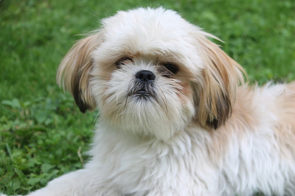 Gracious Shih tzus | 2653 Lakeshore Rd E, Hawkestone, ON L0L 1T0, Canada | Phone: (705) 326-4301