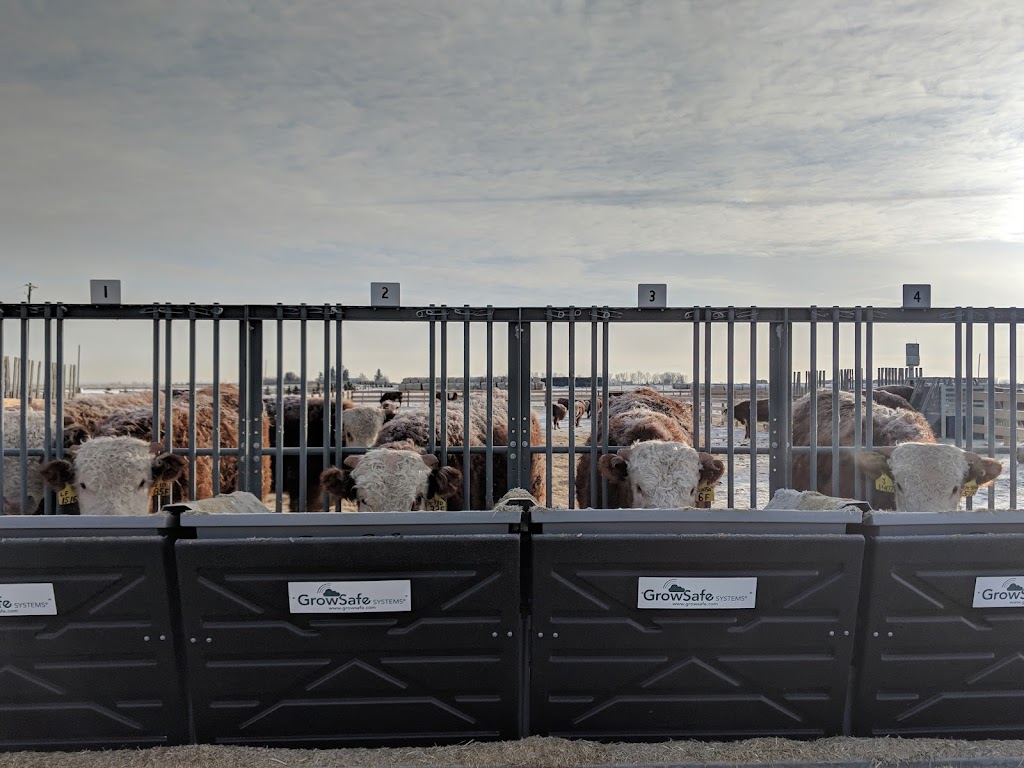 YV Ranch | 280201 Township Rd 270, Kathyrn, AB T0M 1E0, Canada | Phone: (587) 580-8310