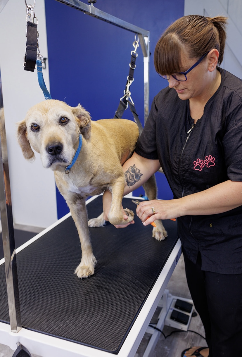 Doggy Styling | 161 Power Rd, Cardigan, PE C0A 1G0, Canada | Phone: (902) 326-8696