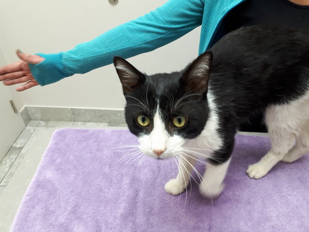 Vanier Animal Hospital | 23-C Selkirk St (Located in Eastview Plaza), Ottawa, ON K1L 6N1, Canada | Phone: (613) 748-1234