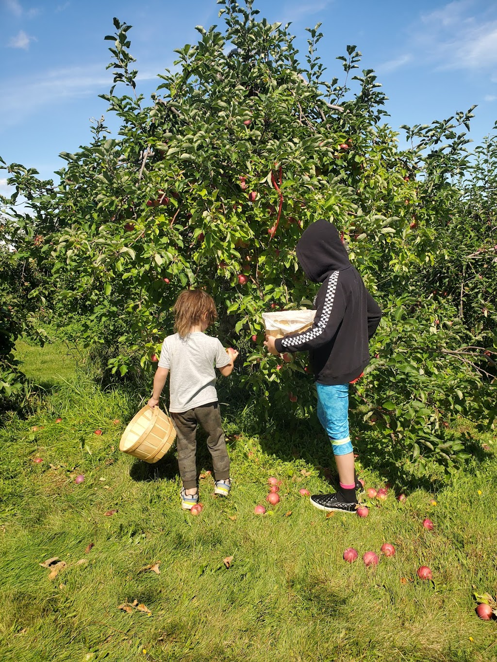 Charlottes Family Orchard | 2287 NB-102, Gagetown, NB E5M 1T5, Canada | Phone: (506) 488-2630