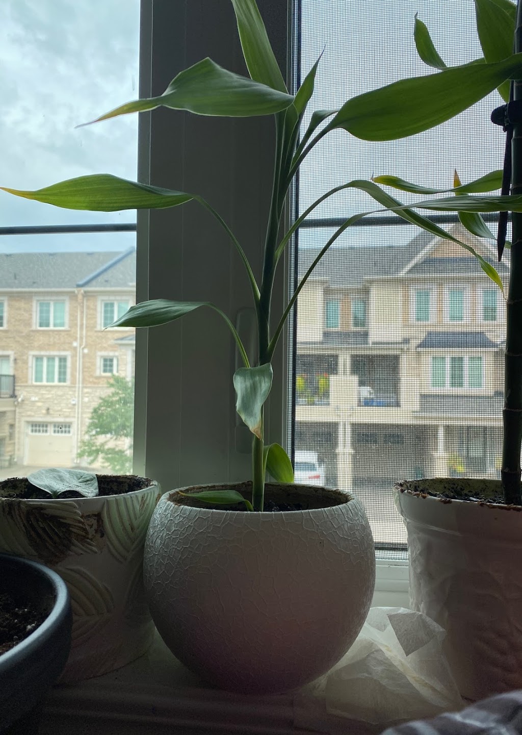 The Green Indoor | 3062 Mistletoe Gardens, Oakville, ON L6M 0Y9, Canada | Phone: (647) 296-9260
