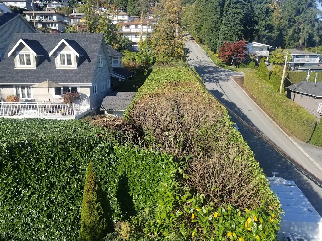 Apex Tree Services | 145 E Kensington Rd, North Vancouver, BC V7N 1P2, Canada | Phone: (778) 839-3430