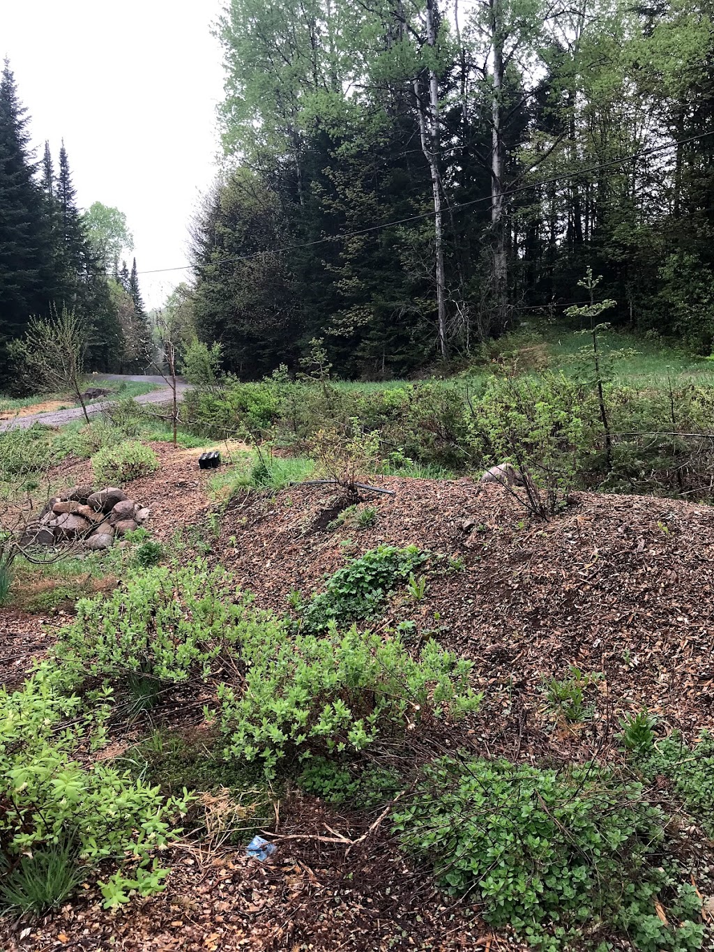 Violon et Champignon | 1047 Ch. 3e Rang, Sainte-Lucie-des-Laurentides, QC J0T 2J0, Canada | Phone: (418) 525-8635
