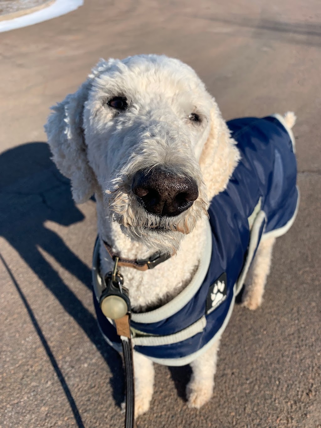 Happy Pack Dog Walking | 22 Tatlock Ln, Rice Point, PE C0A 1H6, Canada | Phone: (705) 391-8411