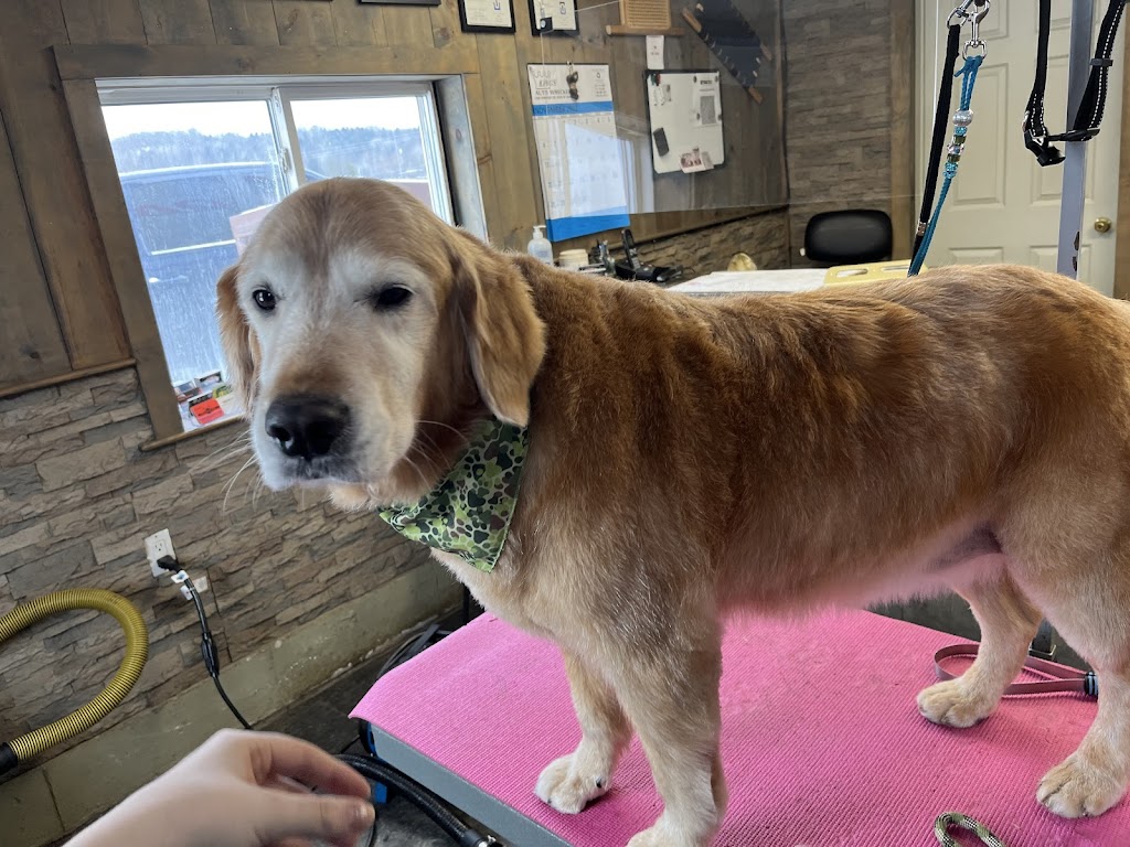 K9 Clippers | 14 Industrial Park Rd, Haliburton, ON K0M 1S0, Canada | Phone: (289) 383-5964