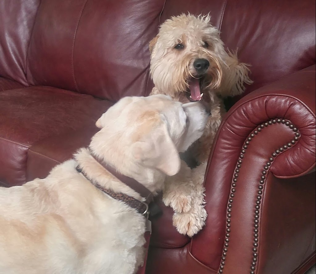 Marpole Dog Walking & Boarding Service | 7210 Hudson St, Vancouver, BC V6P 6J6, Canada | Phone: (604) 809-1761
