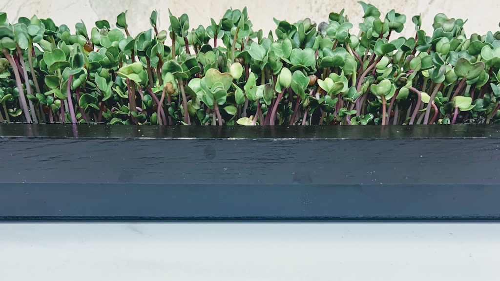 HarkHydroGreens | 389 Begonia Gardens, Oakville, ON L6M 1L7, Canada | Phone: (365) 228-4291
