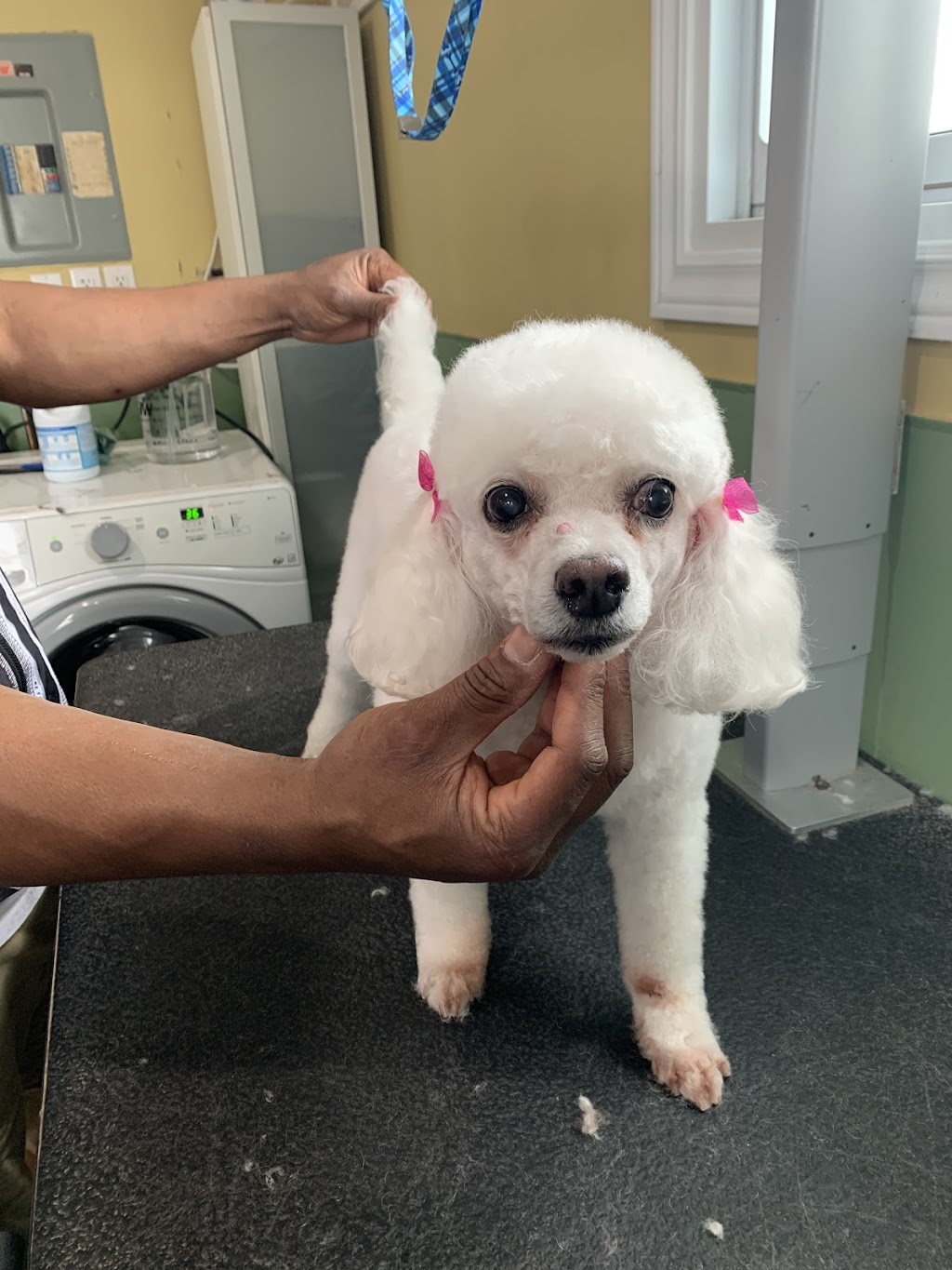Rauls Ruff Cuts | 320 Thorold Rd, Welland, ON L3C 3W6, Canada | Phone: (289) 690-1714