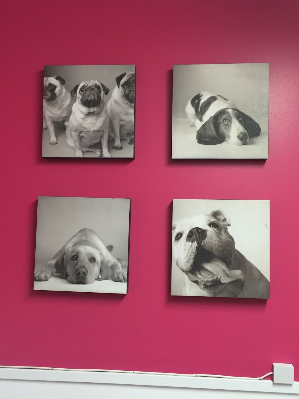 Ruff Cuts Pet Grooming by Lisa - Listowel | 5987 David St, Listowel, ON N4W 0C5, Canada | Phone: (519) 418-3647