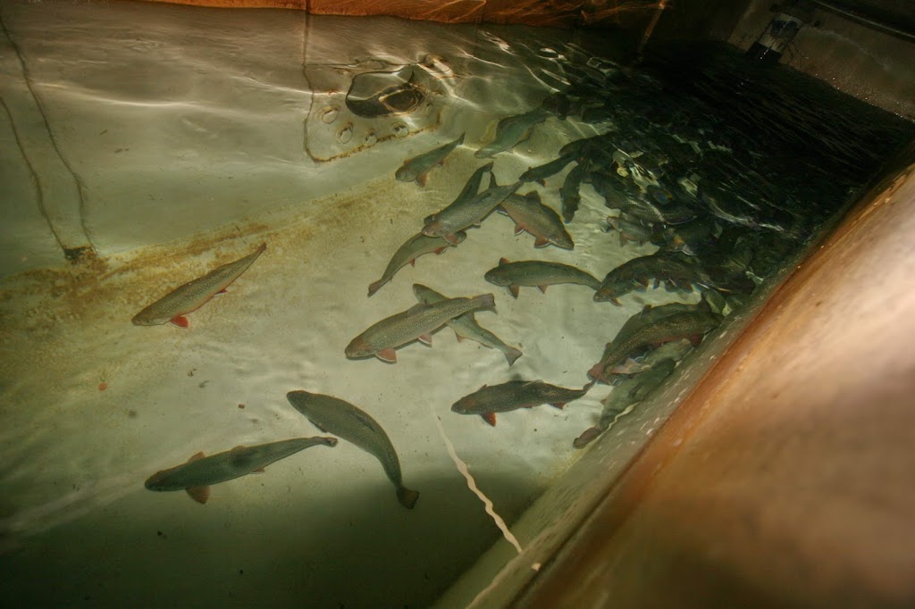 Allison Creek Brood Trout Hatchery Station | Crowsnest Pass, AB T0K 0M0, Canada | Phone: (403) 563-3385