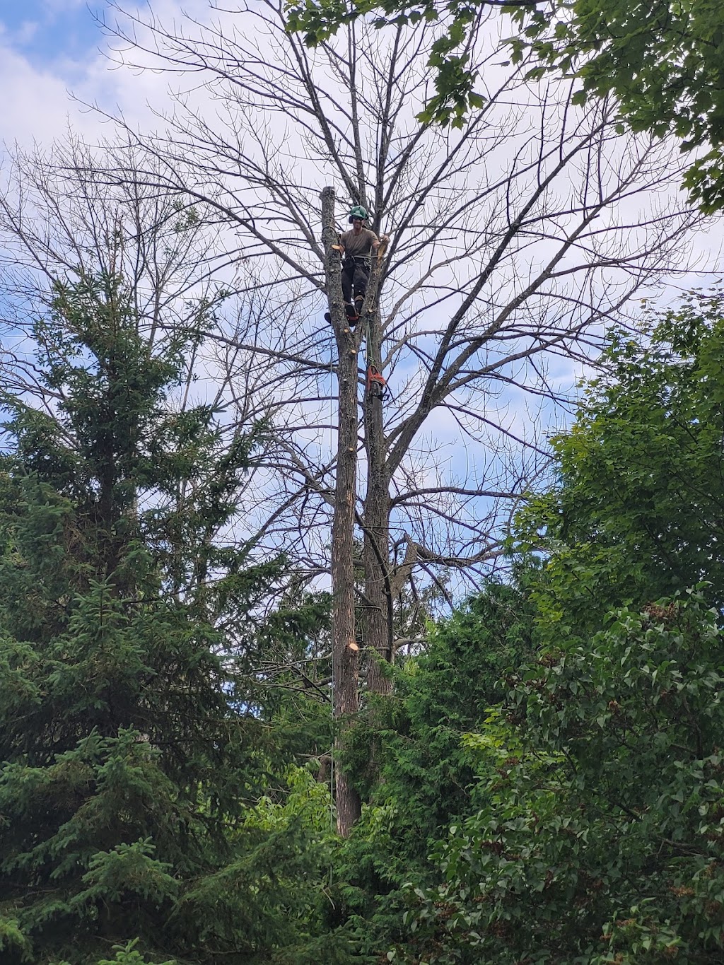 Barks Tree Service | 46 Eder Trail, Minesing, ON L9X 0G8, Canada | Phone: (705) 770-7498