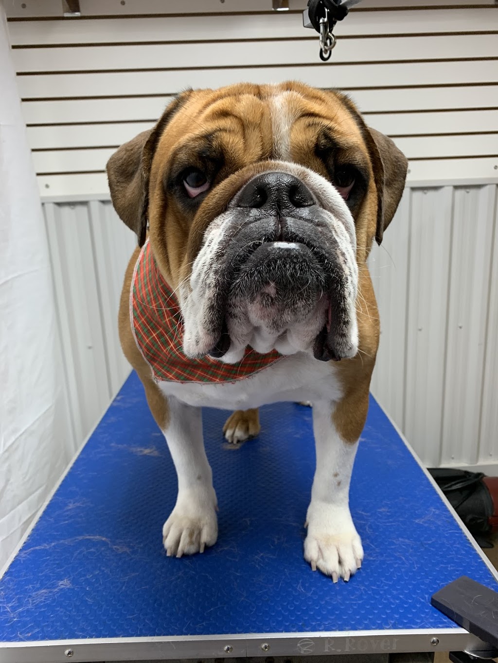 Camp Tails A Waggin | 19230 Bathurst St, Newmarket, ON L3Y 4V9, Canada | Phone: (905) 868-9880