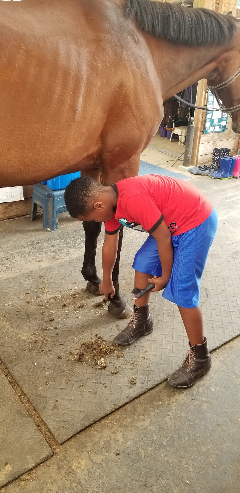 Pinecrest Stables | 7062 ON-93, Tiny, ON L0K 2E1, Canada | Phone: (705) 305-4509