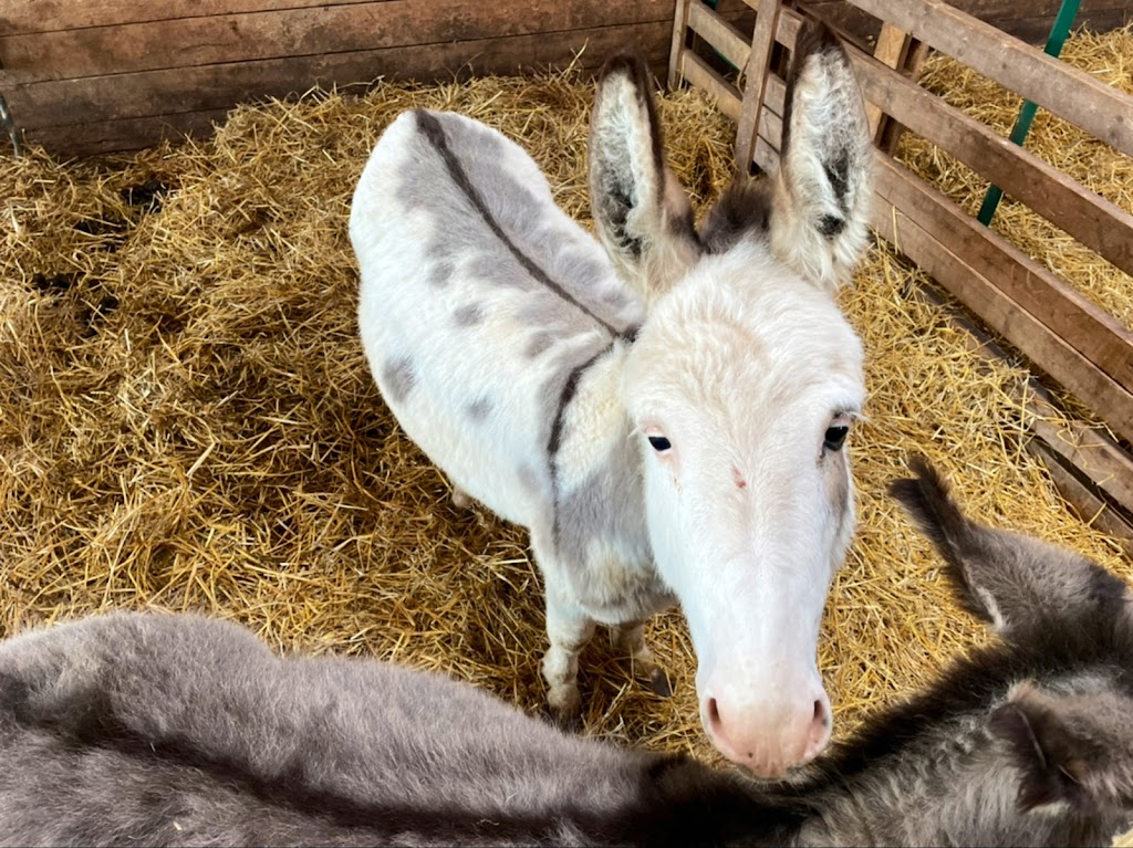 PPH Farms | 260 Maceachern Rd, Mount Herbert, PE C1B 3P7, Canada | Phone: (902) 628-7959