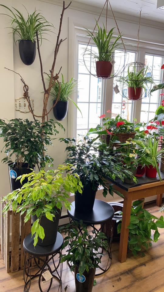 Fleuriste Beau Site | 612 Rue Taché, Saint-Pascal, QC G0L 3Y0, Canada | Phone: (581) 801-0024