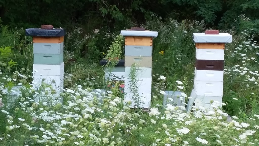 Kiss My Bees Honey | 15 Firner St, Hampton, ON L0B 1J0, Canada | Phone: (905) 728-9419