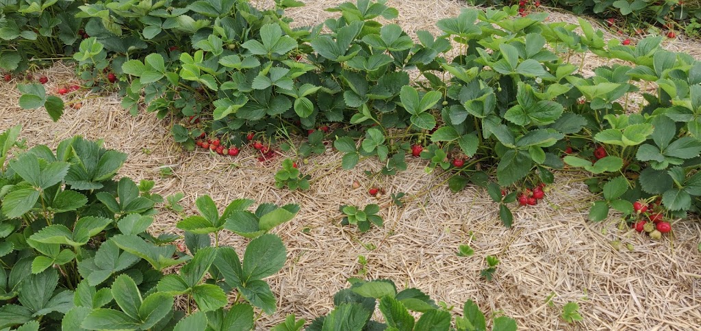 Fruition Berry Farm | 3208 Hughes Rd, Kingston, ON K7L 4V3, Canada | Phone: (613) 548-3378