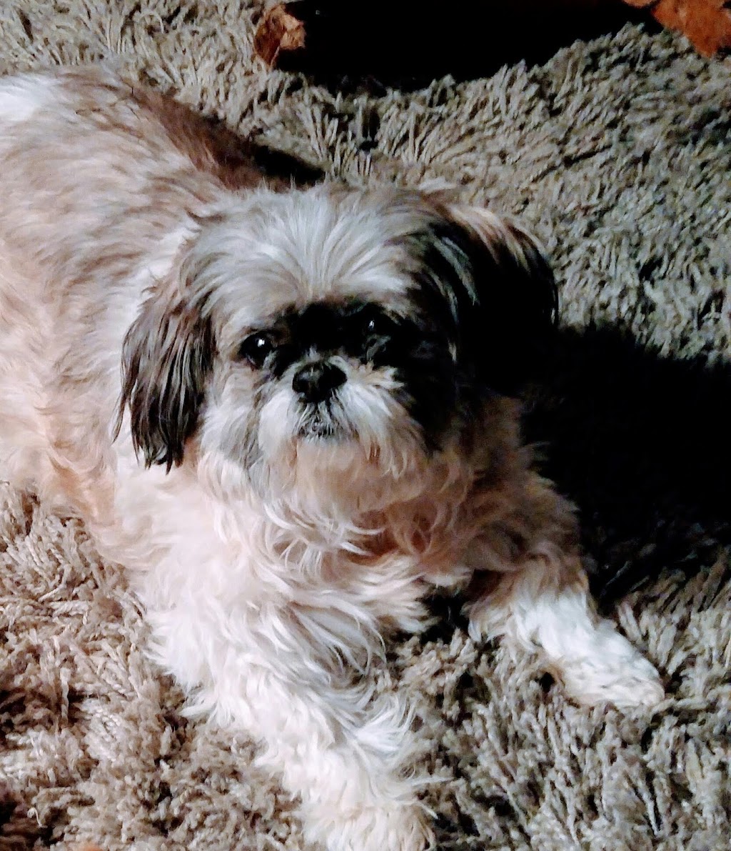 Campbellford Veterinary Services | 176 Bridge St W, Campbellford, ON K0L 1L0, Canada | Phone: (705) 653-2750