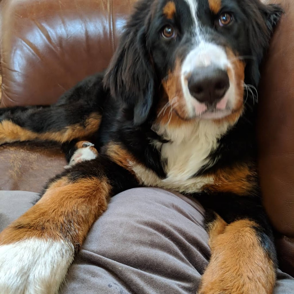 Awesome Pawsome Ranch Ltd | 27317 Township Rd 514, Spruce Grove, AB T7Y 1H8, Canada | Phone: (780) 963-3368