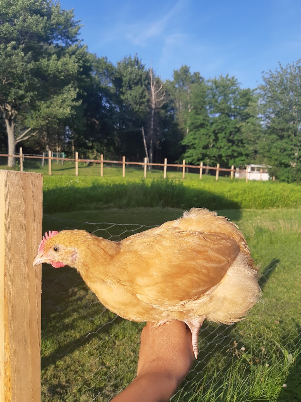 Austins All Natural Farm | 2718 NB-106, Boundary Creek, NB E1G 4M6, Canada | Phone: (506) 233-5372