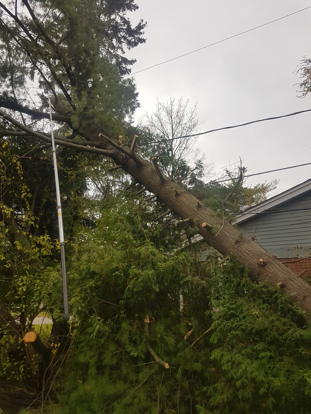 Amazing Tree Trimming Services Inc | 700 ON-6, Caledonia, ON N3W 1M6, Canada | Phone: (905) 630-4177