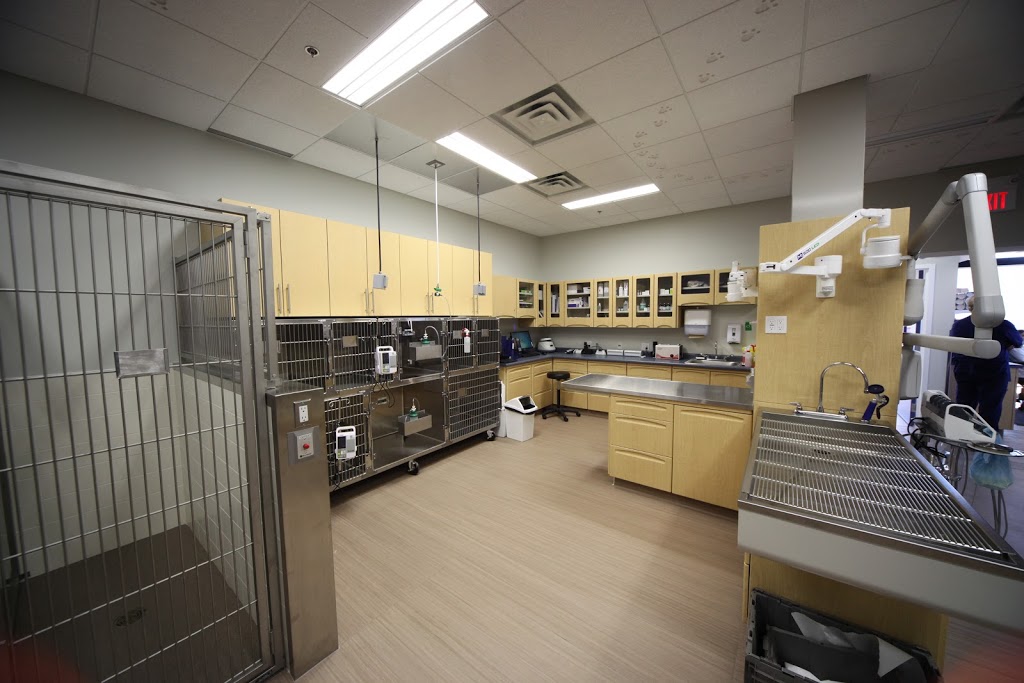Currents Veterinary Centre | 5138 Windermere Blvd, Edmonton, AB T6W 0L9, Canada | Phone: (780) 439-0126