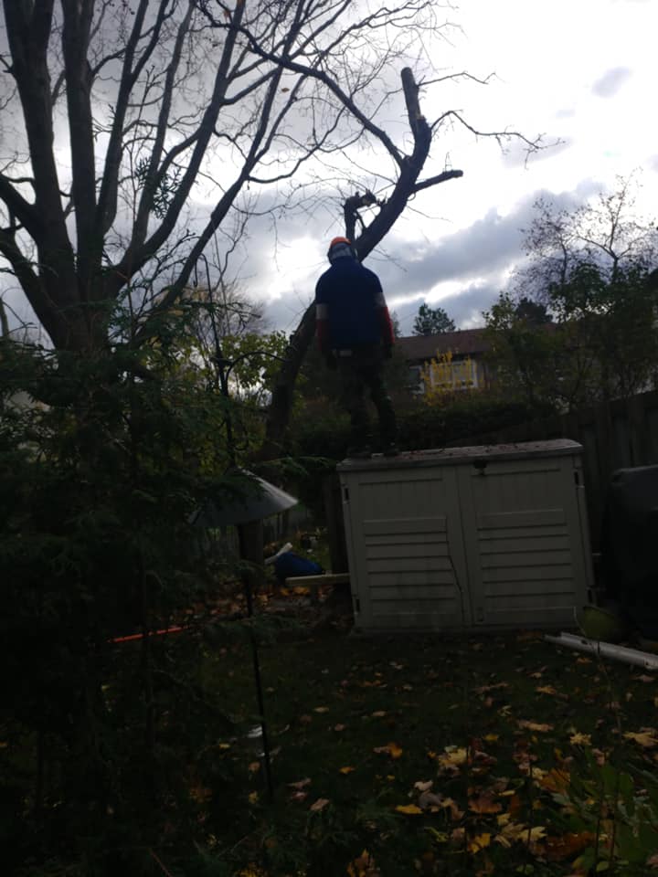 Wright Tree Service | 1265 Kingston Ave, Ottawa, ON K1Z 8K8, Canada | Phone: (613) 898-0698