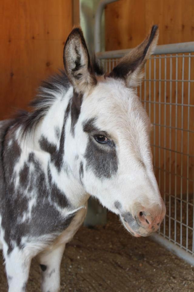 Turtle Valley Donkey Refuge | 7877 Skimikin Rd, Chase, BC V0E 1M1, Canada | Phone: (250) 679-2778