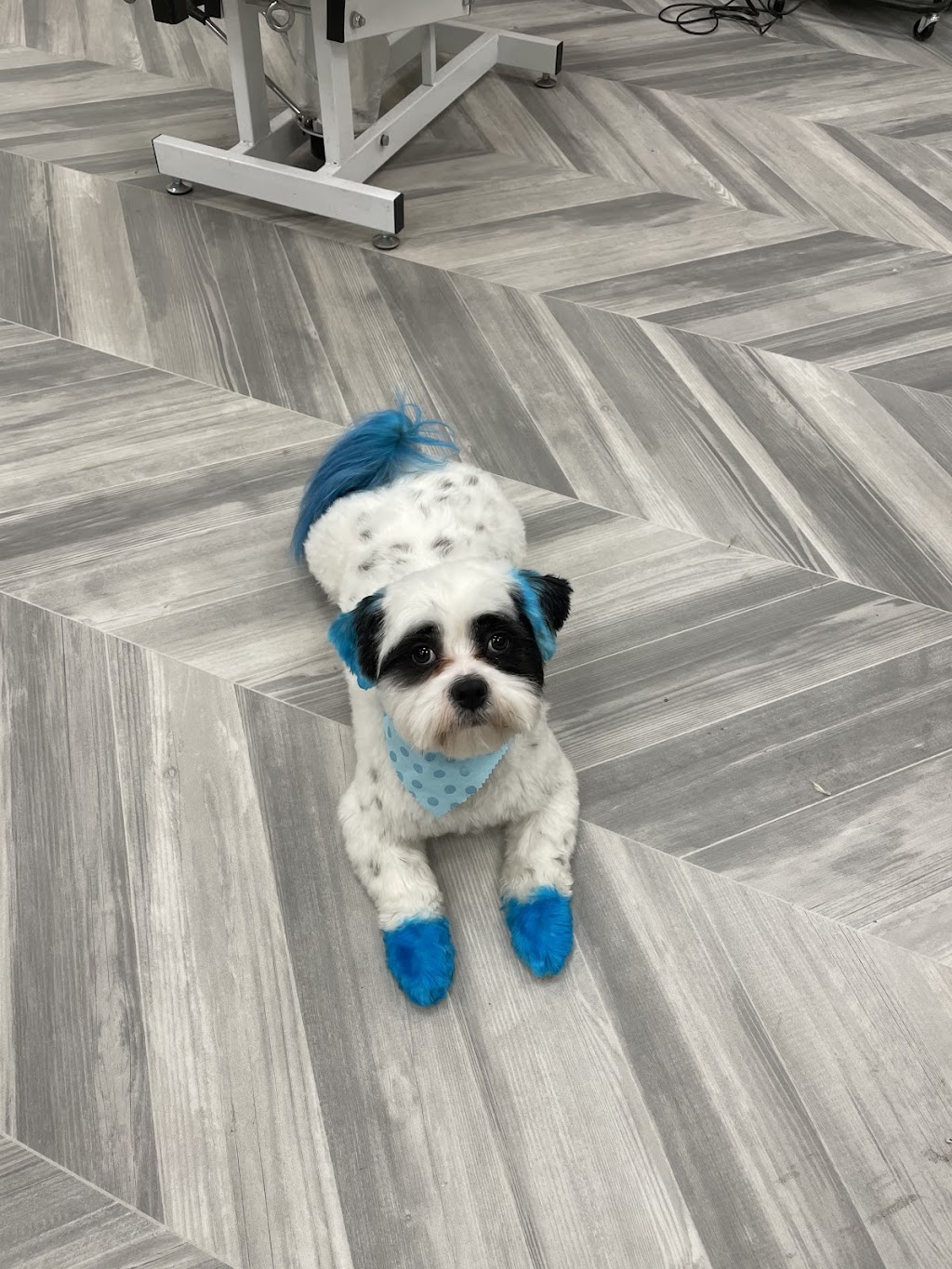 Dirty Dog Groomers | 255 Davison Dr #4, Red Deer, AB T4R 2H2, Canada | Phone: (587) 273-3877