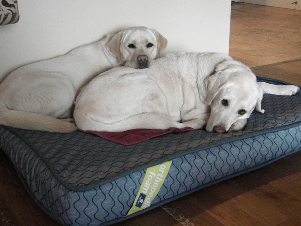 Deluxe Dog Sitting Digs | Elizabeth Dr, Salt Spring Island, BC V8K 1J5, Canada | Phone: (250) 537-5959