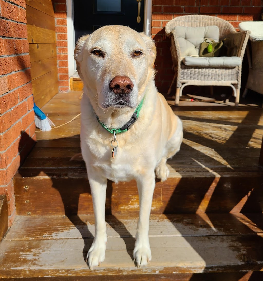 Snouts Out Dog Walking & Boarding | East York, Toronto, ON M4C 3Y7, Canada | Phone: (416) 489-4003