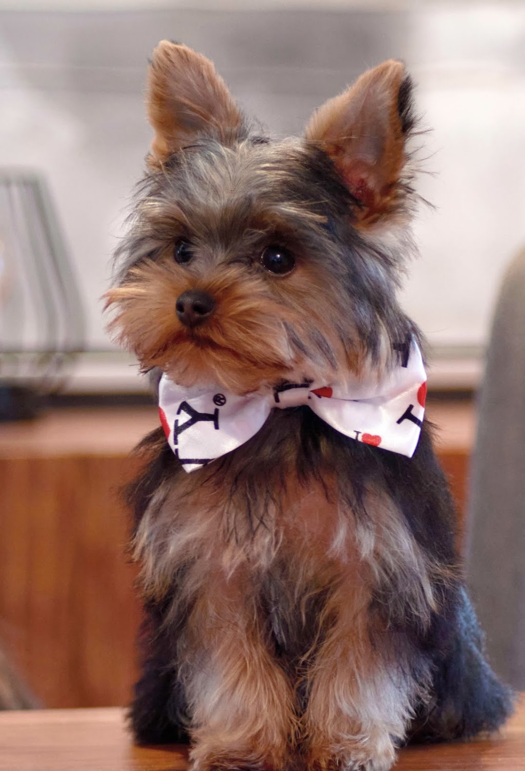 Passion Canine | Rue Gauthier, Val-des-Monts, QC J8N 7T3, Canada | Phone: (438) 521-3344