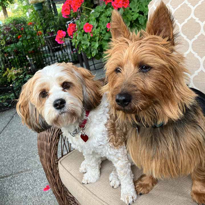 K-9 Super Heroes Dog Whispering | 3225 Eldon Pl #216, Victoria, BC V8Z 6A7, Canada | Phone: (250) 881-7795