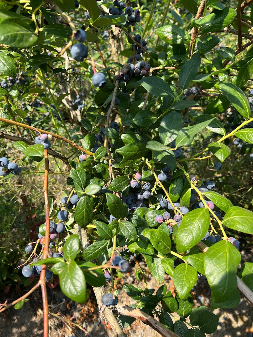 No name blueberries | 12476 Wooldridge Rd, Pitt Meadows, BC V3Y 1Z1, Canada | Phone: (236) 984-1928