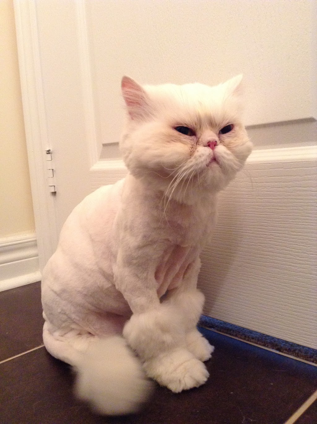 Mobile Pet SPaw | 47 Coastline Dr, Brampton, ON L6Y 0T6, Canada | Phone: (647) 708-7897
