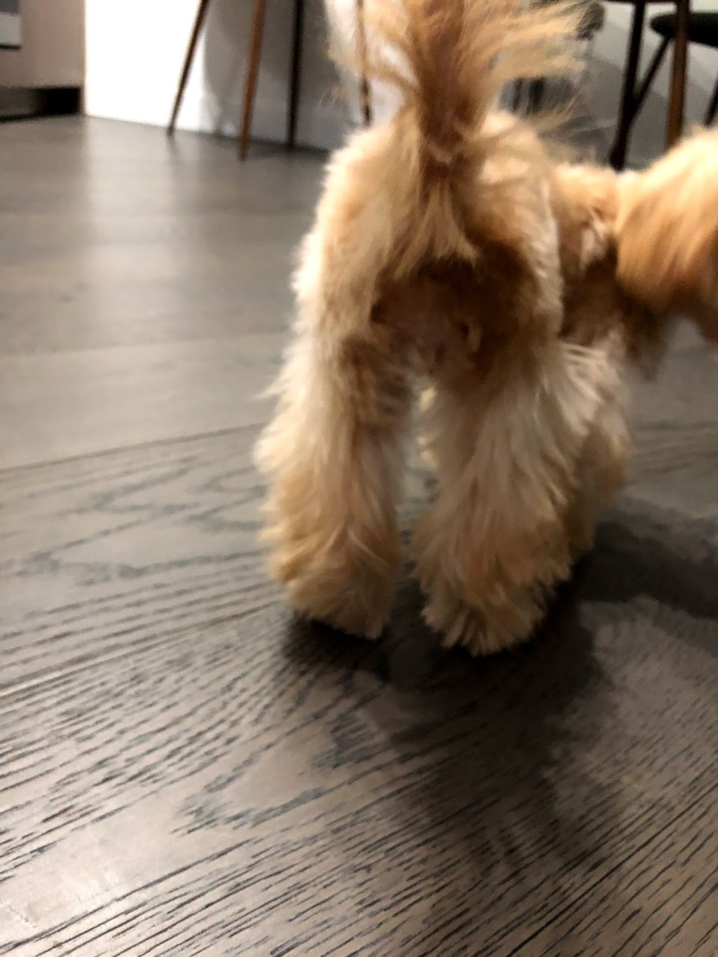 pawfect pet grooming 仙宠宠物美容 | 4933 Kersland Dr, Vancouver, BC V5Y 2M8, Canada | Phone: (778) 233-0266