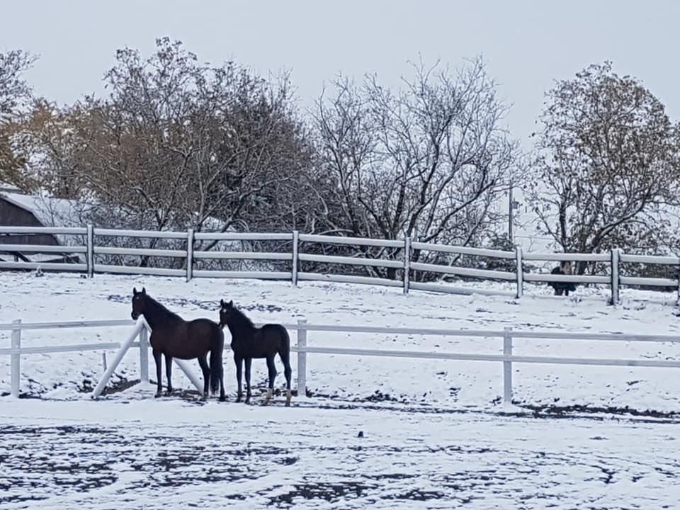 Harmony Hills Equestrian Centre | 2523 6th Line N Asphodel, Norwood, ON K0L 1V0, Canada | Phone: (705) 930-2788