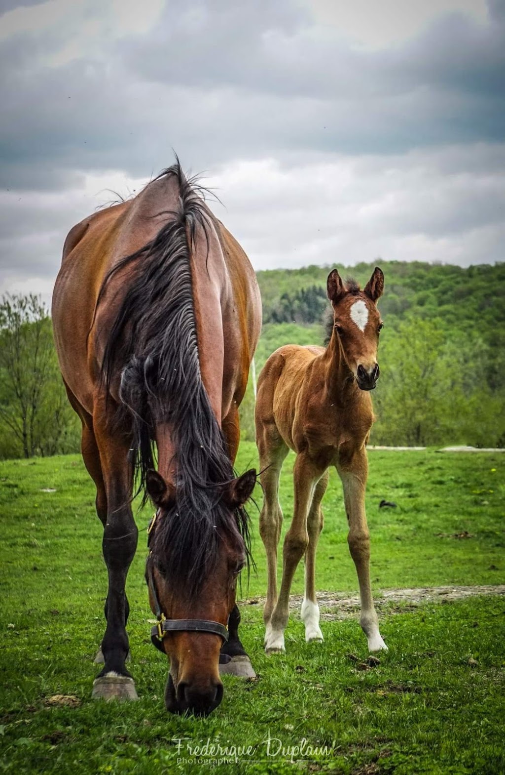 Ferme Brio | 455 Chemin du Petit Brompton, Racine, QC J0E 1Y0, Canada | Phone: (819) 679-3433